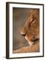 Lion Cub at Dawn, Botswana-null-Framed Photographic Print