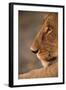 Lion Cub at Dawn, Botswana-null-Framed Photographic Print