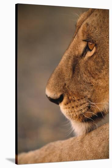 Lion Cub at Dawn, Botswana-null-Stretched Canvas