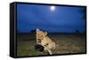 Lion Cub at Night-null-Framed Stretched Canvas