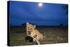 Lion Cub at Night-null-Stretched Canvas