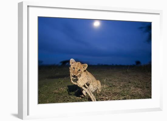 Lion Cub at Night-null-Framed Photographic Print