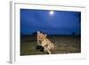 Lion Cub at Night-null-Framed Photographic Print