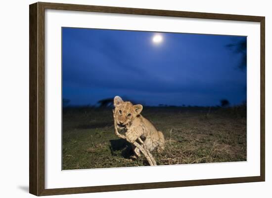 Lion Cub at Night-null-Framed Photographic Print