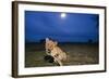 Lion Cub at Night-null-Framed Photographic Print