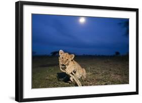 Lion Cub at Night-null-Framed Photographic Print