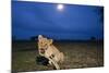 Lion Cub at Night-null-Mounted Photographic Print