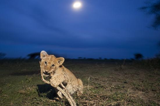 Premium Photographic Print, , large