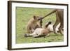 Lion Cub Bites the Tail of Lioness, Ngorongoro, Tanzania-James Heupel-Framed Photographic Print