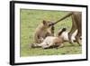 Lion Cub Bites the Tail of Lioness, Ngorongoro, Tanzania-James Heupel-Framed Photographic Print