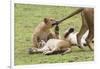 Lion Cub Bites the Tail of Lioness, Ngorongoro, Tanzania-James Heupel-Framed Photographic Print