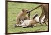 Lion Cub Bites the Tail of Lioness, Ngorongoro, Tanzania-James Heupel-Framed Photographic Print