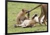 Lion Cub Bites the Tail of Lioness, Ngorongoro, Tanzania-James Heupel-Framed Photographic Print