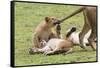 Lion Cub Bites the Tail of Lioness, Ngorongoro, Tanzania-James Heupel-Framed Stretched Canvas