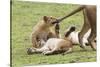 Lion Cub Bites the Tail of Lioness, Ngorongoro, Tanzania-James Heupel-Stretched Canvas