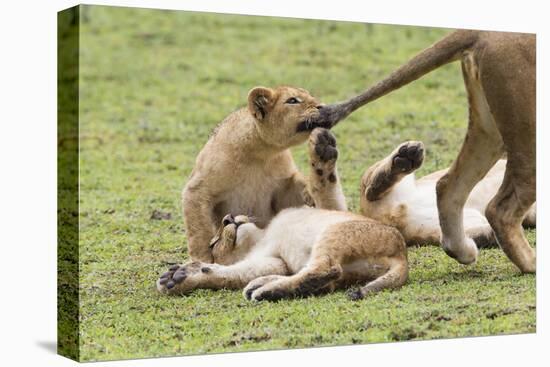 Lion Cub Bites the Tail of Lioness, Ngorongoro, Tanzania-James Heupel-Stretched Canvas