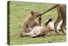 Lion Cub Bites the Tail of Lioness, Ngorongoro, Tanzania-James Heupel-Stretched Canvas