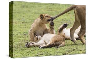 Lion Cub Bites the Tail of Lioness, Ngorongoro, Tanzania-James Heupel-Stretched Canvas