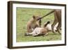 Lion Cub Bites the Tail of Lioness, Ngorongoro, Tanzania-James Heupel-Framed Photographic Print