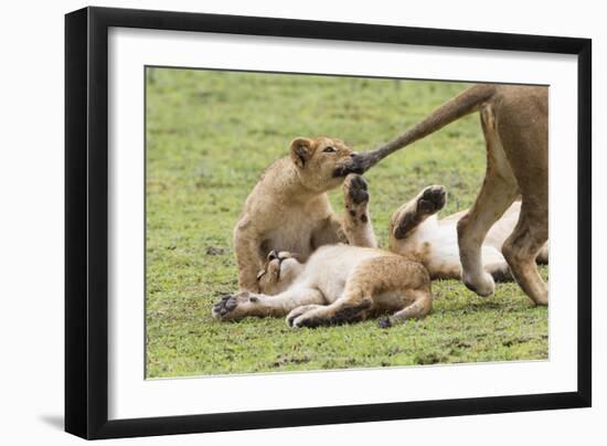 Lion Cub Bites the Tail of Lioness, Ngorongoro, Tanzania-James Heupel-Framed Photographic Print