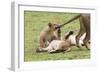 Lion Cub Bites the Tail of Lioness, Ngorongoro, Tanzania-James Heupel-Framed Photographic Print