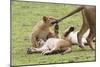 Lion Cub Bites the Tail of Lioness, Ngorongoro, Tanzania-James Heupel-Mounted Photographic Print