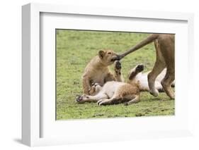 Lion Cub Bites the Tail of Lioness, Ngorongoro, Tanzania-James Heupel-Framed Photographic Print