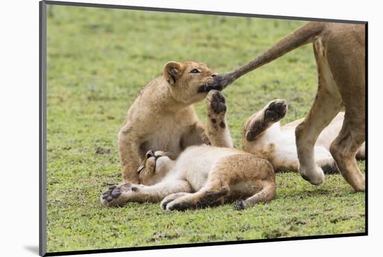 Lion Cub Bites the Tail of Lioness, Ngorongoro, Tanzania-James Heupel-Mounted Photographic Print