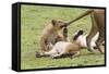 Lion Cub Bites the Tail of Lioness, Ngorongoro, Tanzania-James Heupel-Framed Stretched Canvas