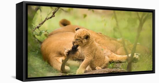 Lion cub biting mother's tail, Masai Mara, Kenya, East Africa, Africa-Karen Deakin-Framed Stretched Canvas