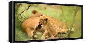 Lion cub biting mother's tail, Masai Mara, Kenya, East Africa, Africa-Karen Deakin-Framed Stretched Canvas