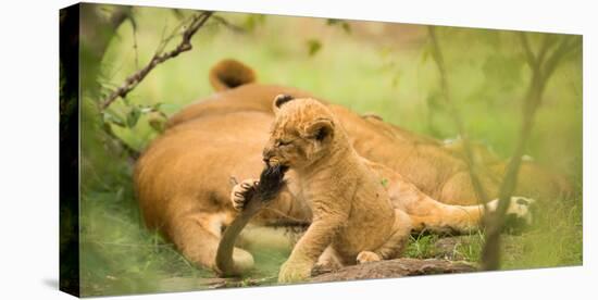 Lion cub biting mother's tail, Masai Mara, Kenya, East Africa, Africa-Karen Deakin-Stretched Canvas