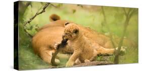 Lion cub biting mother's tail, Masai Mara, Kenya, East Africa, Africa-Karen Deakin-Stretched Canvas