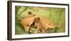 Lion cub biting mother's tail, Masai Mara, Kenya, East Africa, Africa-Karen Deakin-Framed Photographic Print