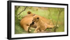 Lion cub biting mother's tail, Masai Mara, Kenya, East Africa, Africa-Karen Deakin-Framed Photographic Print