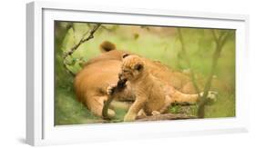 Lion cub biting mother's tail, Masai Mara, Kenya, East Africa, Africa-Karen Deakin-Framed Photographic Print