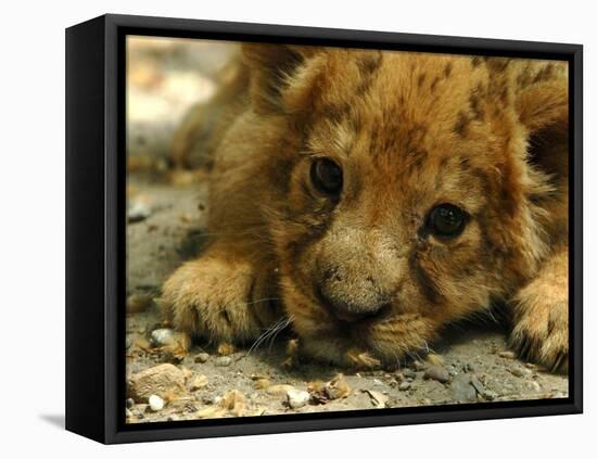 Lion Cub, Budapest, Hungary-Bela Szandelszky-Framed Stretched Canvas