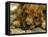 Lion Cub, Budapest, Hungary-Bela Szandelszky-Framed Stretched Canvas