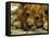 Lion Cub, Budapest, Hungary-Bela Szandelszky-Framed Stretched Canvas