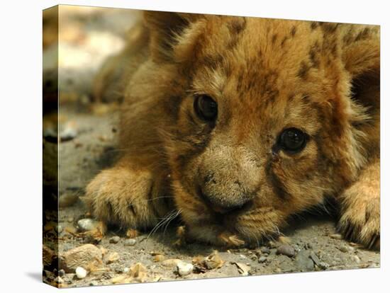 Lion Cub, Budapest, Hungary-Bela Szandelszky-Stretched Canvas