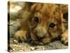 Lion Cub, Budapest, Hungary-Bela Szandelszky-Stretched Canvas