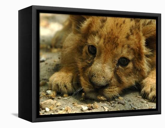 Lion Cub, Budapest, Hungary-Bela Szandelszky-Framed Stretched Canvas