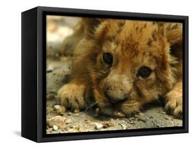 Lion Cub, Budapest, Hungary-Bela Szandelszky-Framed Stretched Canvas