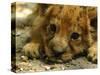 Lion Cub, Budapest, Hungary-Bela Szandelszky-Stretched Canvas