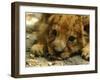 Lion Cub, Budapest, Hungary-Bela Szandelszky-Framed Photographic Print