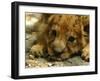 Lion Cub, Budapest, Hungary-Bela Szandelszky-Framed Photographic Print