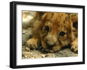 Lion Cub, Budapest, Hungary-Bela Szandelszky-Framed Photographic Print