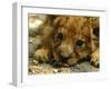 Lion Cub, Budapest, Hungary-Bela Szandelszky-Framed Photographic Print