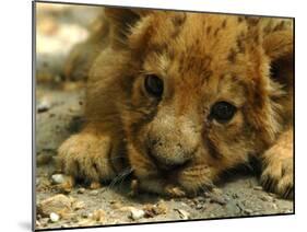 Lion Cub, Budapest, Hungary-Bela Szandelszky-Mounted Photographic Print