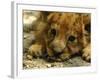 Lion Cub, Budapest, Hungary-Bela Szandelszky-Framed Photographic Print